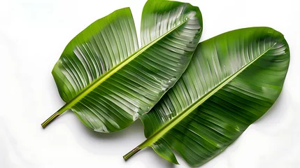 Poster Banana leaf isolated white background, bright green present comforting moisture © DrPhatPhaw