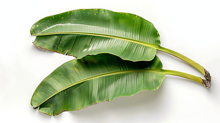 Banana leaf isolated white background, bright green present comforting moisture