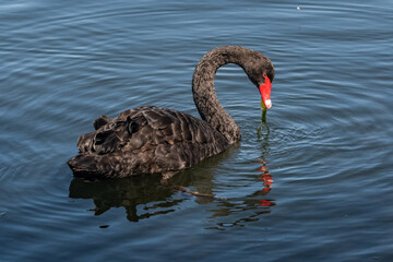 black swan on the water