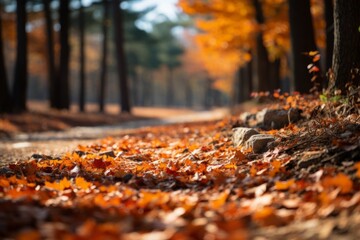 Rustling leaves cover the path, sun shines through trees