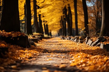 Sunlight filters through trees onto leafcovered path in forest