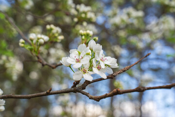 Beautiful cherry blossom are blooming with showy flowers. There are some type of colors such as white and light pink. It is said that it is Japan native species. Some produce small cherries in summer