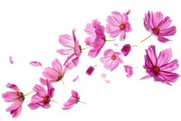 Spring duo: A branch of delicate pink flowers complements a branch of vibrant lilacs