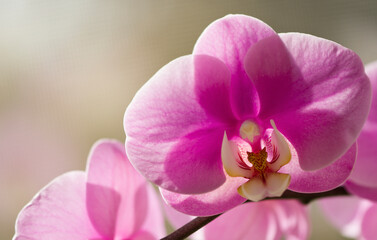 Naklejka na ściany i meble Phalaenopsis Orchid Taisuco Anna