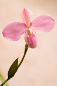 Phragmipedium orchid hybrid kovachii 'Ken's Best' x Priscilla's Piroutte