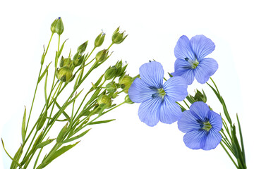 Vibrant blue common flax flower in close up