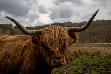 Scottish Highland cows