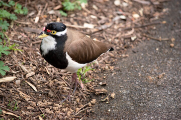 the lapwing has a black cap and broad white eye-stripe, with a yellow eye-ring and bill and a small red wattle over the bill.