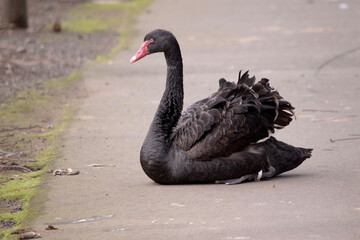 the Australian black swan is almost all black, with a red beak and eye, it has a white stripe across the beak.