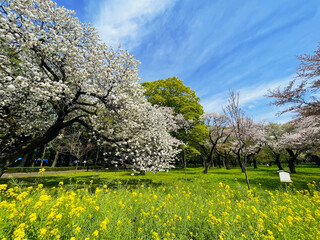 Japanese cherry blossoms in full bloom on a fresh green lawn in spring season horizontal - 761974594
