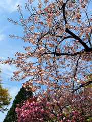 Closeup Japanese cherry blossoms in full bloom with blue sky in spring season japan - 761974709
