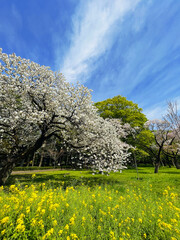 Japanese cherry blossoms in full bloom on a fresh green lawn in spring season vertical - 761974732