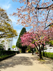 Japanese cherry blossoms variation in full bloom walkway in the garden spring season Japan - 761974766