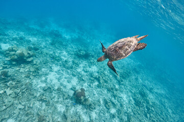 Naklejka na ściany i meble Hawksbill sea turtle swimming in blue lagoon