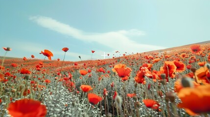 Poppy Field with Blue Skies, Great for Spring and Peace Themes