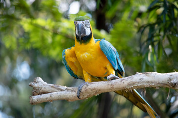 the Back and upper tail feathers of the blue and gold macaw are brilliant blue; the underside of the tail is olive yellow. Forehead feathers are green.