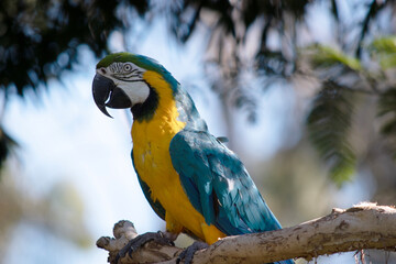 the blue and gold Macaw has back and upper tail feathers of the blue and gold macaw are brilliant blue; the underside of the tail is olive yellow. The blue and gold macaws forehead feathers are green.