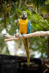 the Back and upper tail feathers of the blue and gold macaw are brilliant blue; the underside of the tail is olive yellow. Forehead feathers are green. 