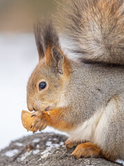 Portrait of a squirrel in winter on white snow background