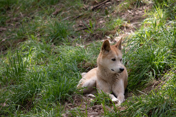 Dingos are a dog-like wolf. They have a long muzzle, erect ears and strong claws. They usually have...