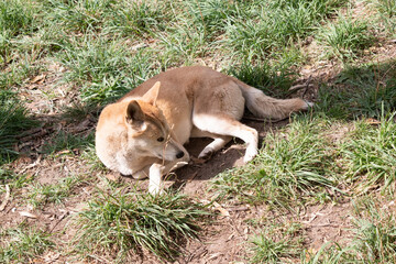 Dingos are a dog-like wolf. They have a long muzzle, erect ears and strong claws. They usually have...