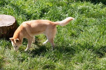 Dingos are a dog-like wolf. They have a long muzzle, erect ears and strong claws. They usually have...