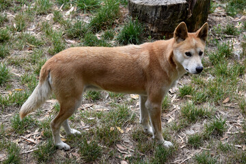 Dingos have a long muzzle, erect ears and strong claws. They usually have a ginger coat and most...