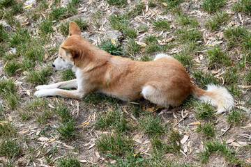 Dingos have a long muzzle, erect ears and strong claws. They usually have a ginger coat and most...