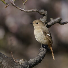 ジョウビタキ（メス）