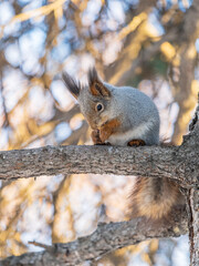 The squirrel with nut sits on tree in the winter or late autumn