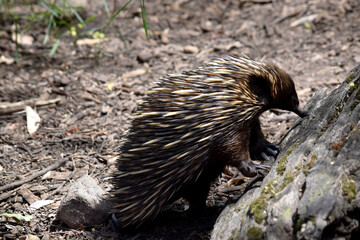 the short nosed echidna has strong-clawed feet and spines on the upper part of a brownish body. The snout is narrow and the mouth is small, with a tongue that is long and sticky