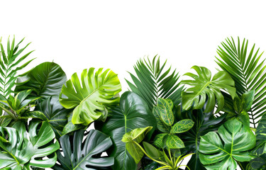 Green leaves of tropical plants bush floral arrangement indoors garden nature backdrop isolated on transparent background With clipping path. cut out. 3d render