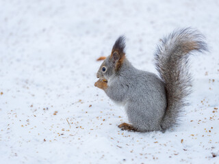 Portrait of a squirrel in winter on white snow background