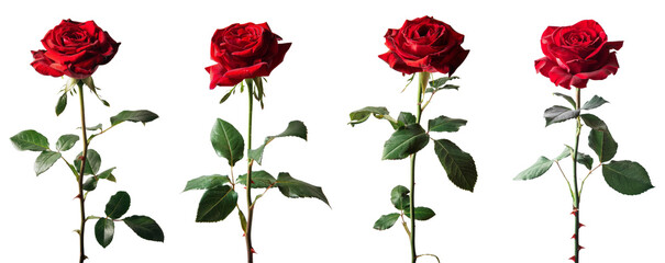 set of isolated red rose flowers. png set