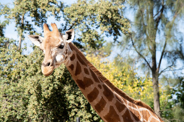 The giraffe is the tallest of all mammals. The legs and neck are extremely long. The giraffe has a...