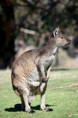 the kangaroo-Island Kangaroo has a brown body with a white under belly. They also have black feet and paws