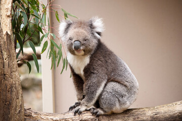 Fototapeta premium the Koala has a large round head, big furry ears and big black nose. Their fur is usually grey-brown in color with white fur on the chest, inner arms, ears and bottom.