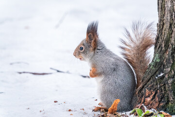 Portrait of a squirrel in winter on white snow background