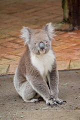 the koala is sitting on the ground