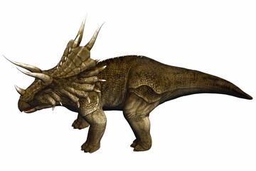 isolated triceratops
