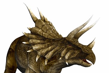 triceratops head close up