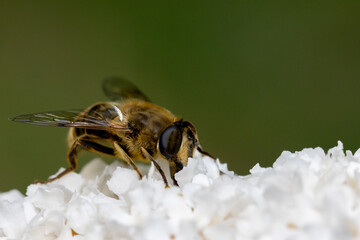 The image shows a close-up of a honeybee, Apis mellifera, as it gathers nectar from the delicate white blossoms of a flower. The bee's wings and body are finely detailed, with natural lighting that
