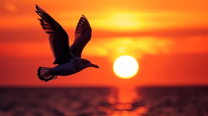 Zelfklevend Fotobehang silhouette of a bird in sunset  © muhammad