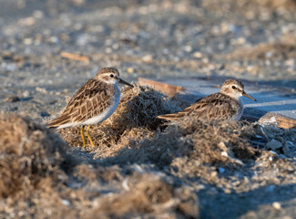 Least Sandpiper (Calidris minutilla) hiding in debris on the beach, Galveston, Texas