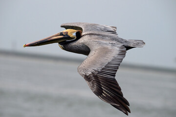 Brown pelican (Pelecanus occidentalis) flying over ocean, Galveston, Texas, USA