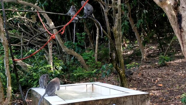Footage of monkeys having fun in the pool in Uluwatu temple. Bali, Indonesia.
