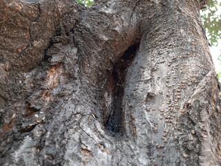 bark of a tree