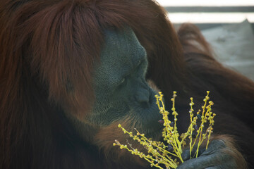 Orangutans are the largest arboreal mammal,  spending most of their time in trees. Long, powerful...