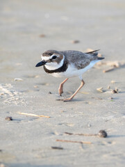 Wilson's plover close up, Galveston, Texas