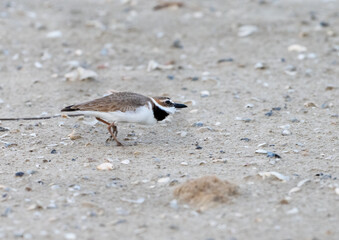 Wilson's plover racing on the beach, Galveston, Texas